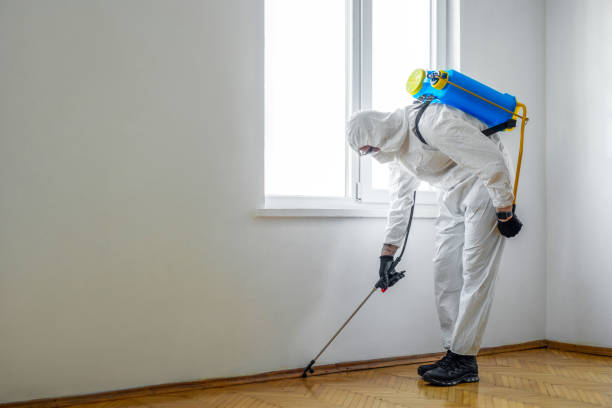 Best Wasp Removal Services  in Holden Heights, FL