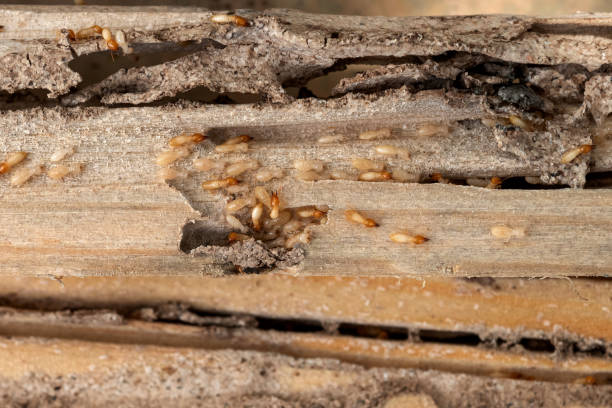 Best Residential Pest Control  in Holden Heights, FL