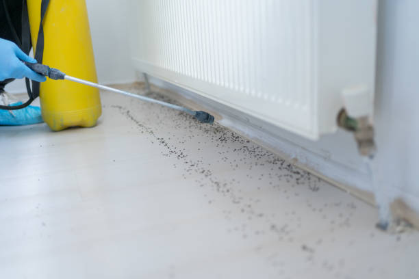 Best Mosquito Control Services  in Holden Heights, FL
